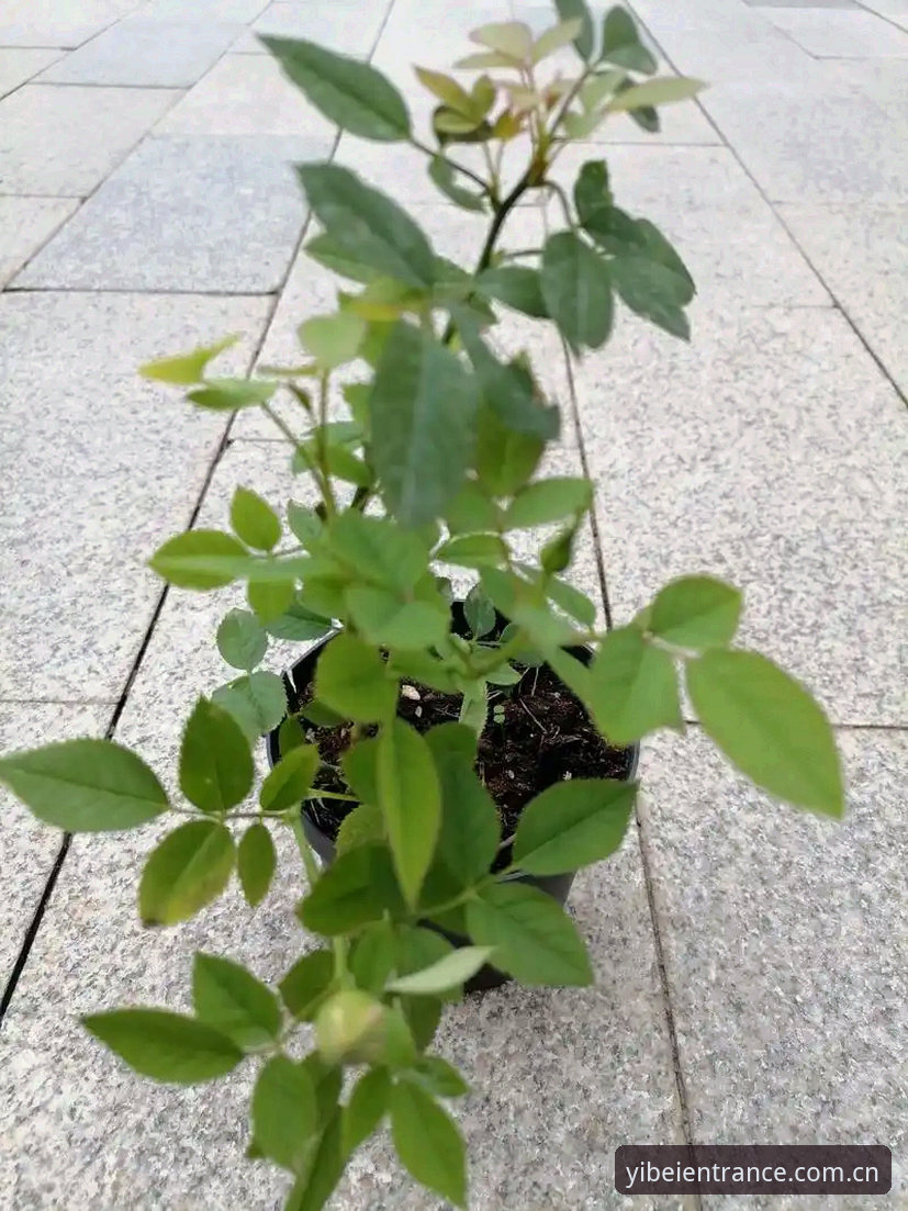 易倍体育下载安装教程 揭秘都灵德比:69岁生日礼物与30年不胜魔咒,尤文图斯面临的真正考验